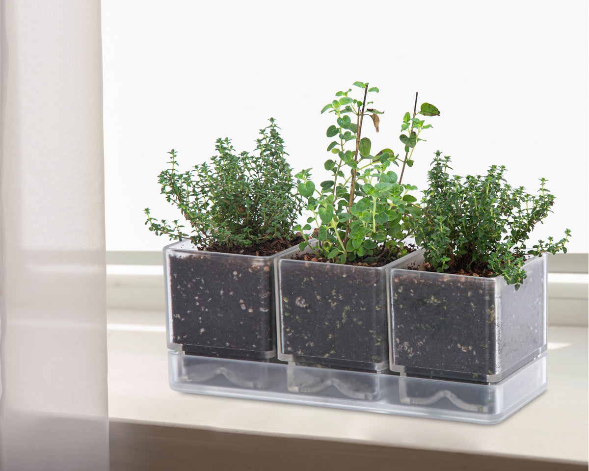 D'vine Dev Herb Garden Planter Set, Acrylic Plant Pots with Drainage and Saucer, Indoor Succulent Cactus Vegetable Pot for Windowsill, Garden Balcony, Clear, Set of 2, 76-V-D-2