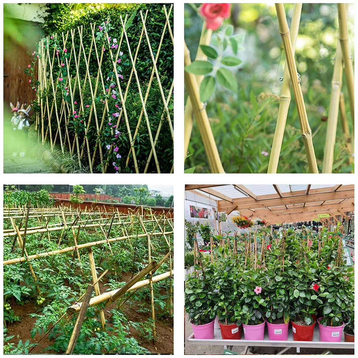 Cambaverd 6ft Bamboo Garden Stakes Eco-Friendly Plant Stakes 6 Feet, Bamboo Poles for Tomatoes Beans Climbing Plants Support - Pack of 20 Bamboo Stakes