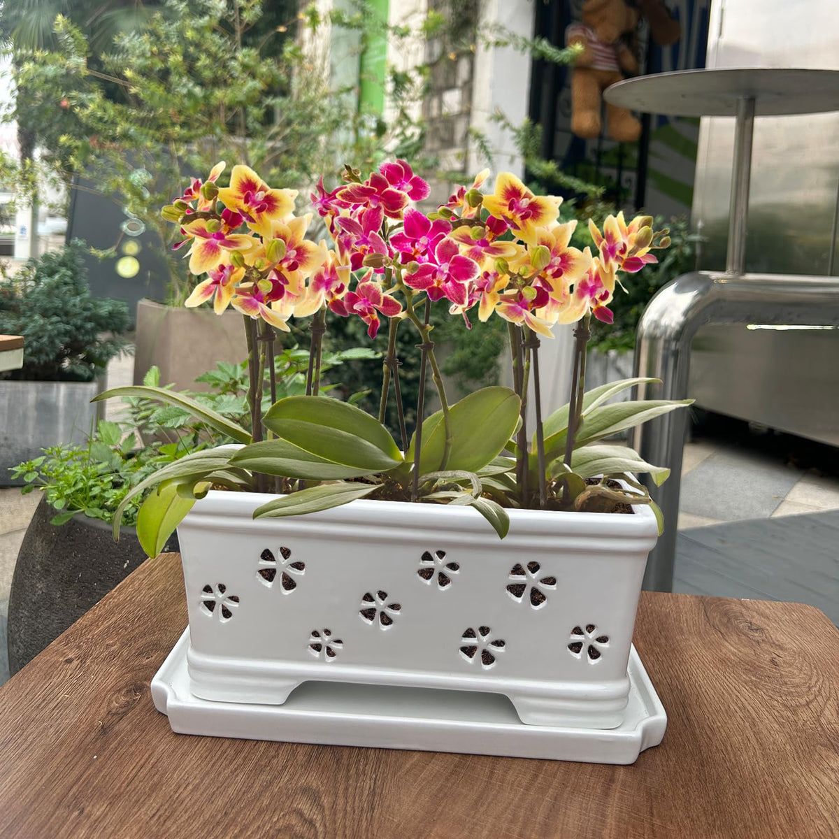 Orchid Pot with Holes and Saucer - 12*6.3*5.3Inch Ceramic Large Pot Basin for Refilling - Indoor and Outdoor Use - Air Circulation