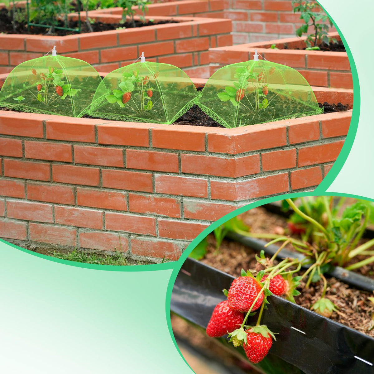 NODMIPNS 4 Sets Strawberry Plant Support with Mesh Cover - Square Gardening Frame, Animal Barrier, Iron Stakes & Storage Bag for Healthy Strawberries, Tomatoes, Veggies (Green) (4 pcs)