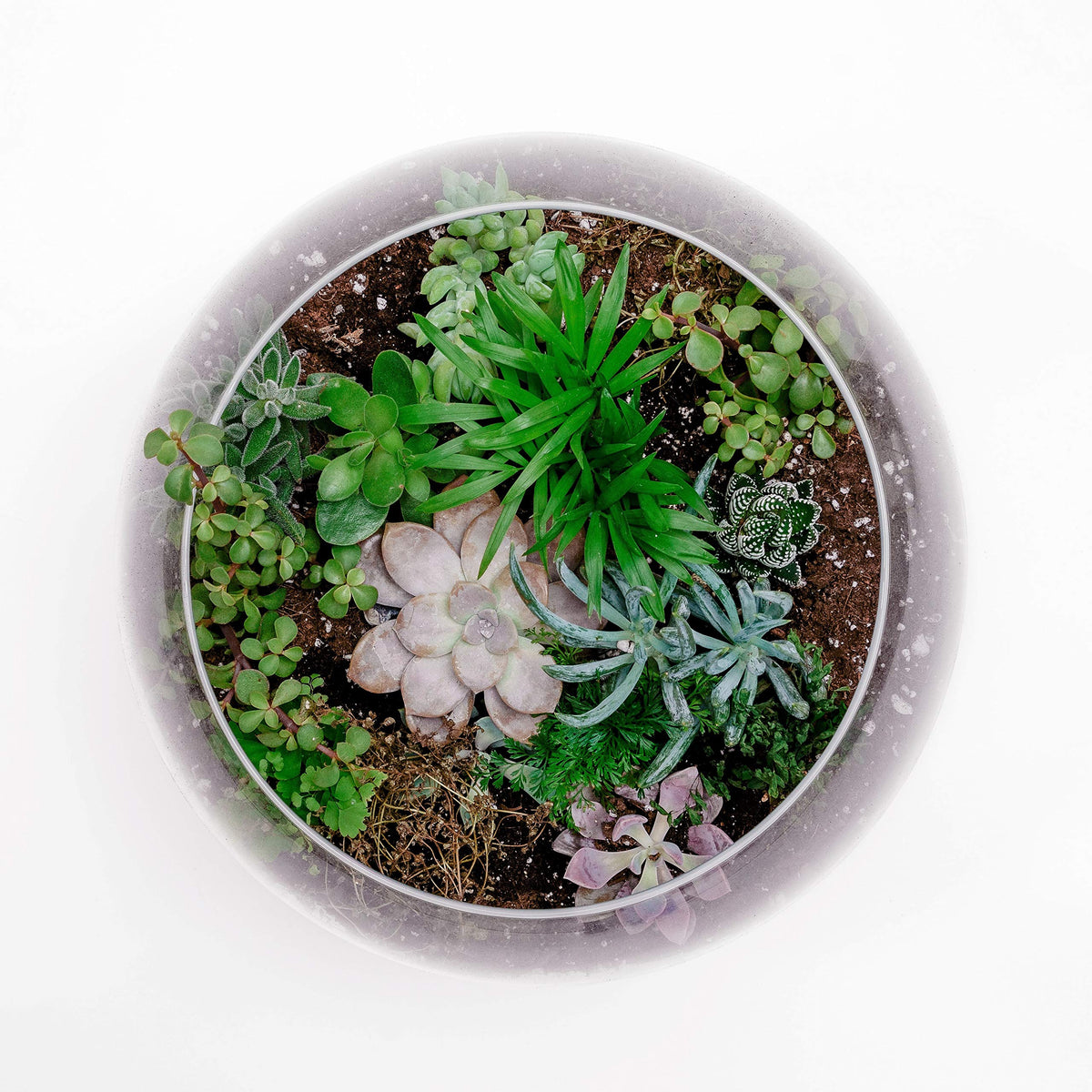 WGV Bowl Glass Vase, Diameter 10", Height 8", Open Width 6", (Multiple Sizes Choices) Clear Bubble Planter Terrarium Fish Bowl for Wedding Event Home Decor, 1 Piece (VBW0010)