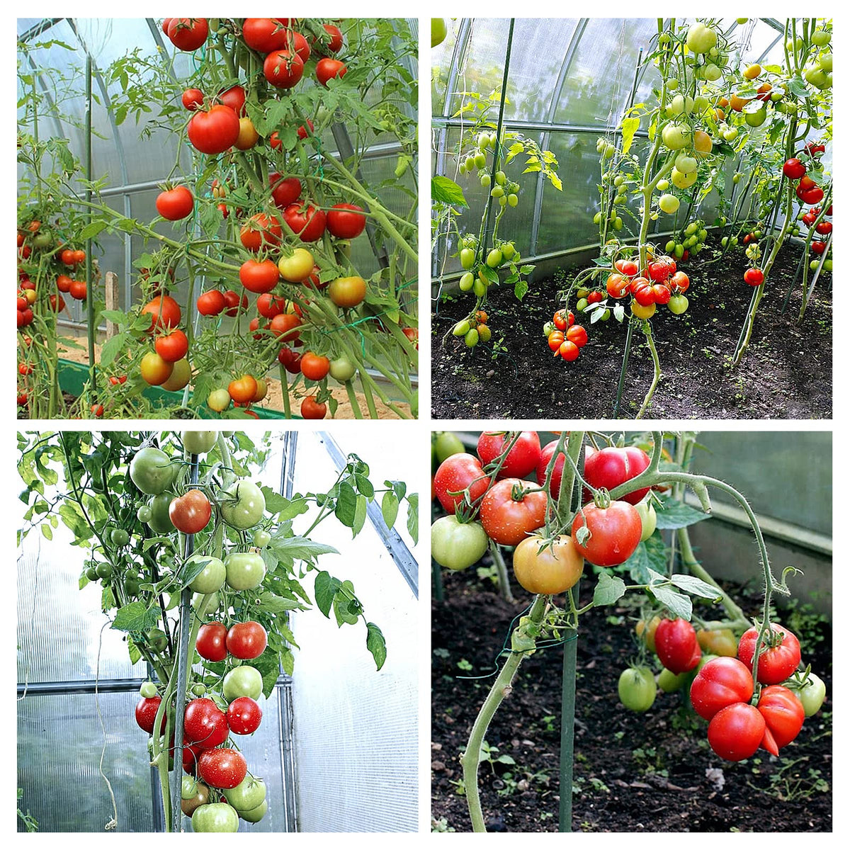 YIDIE Sturdy Metal Garden Stakes 5 Ft Plastic Coated Steel Plant Sticks for Tomatoes,Trees,Cucumber,Fences,Beans,Pack of 25