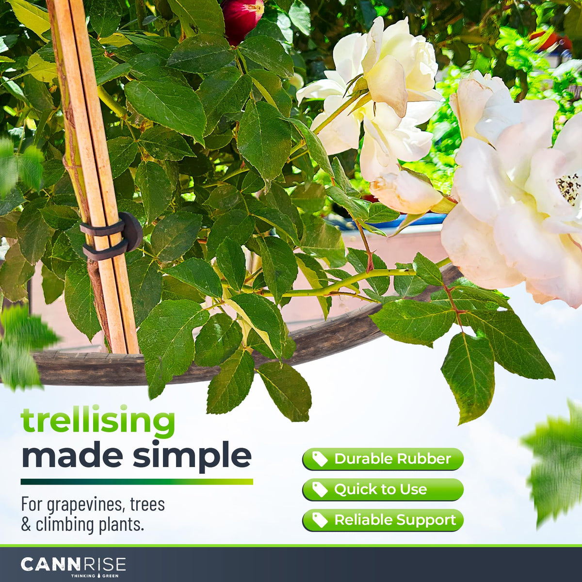 Anchor Bands for Trellising – 70-Pack 8 cm/3.14 in Rubber Vine Ties, UV-Protected Bands: Grapevines, Trees & Climbing Plants – Tool-Free Loop-and-Anchor Design for Install, Weatherproof