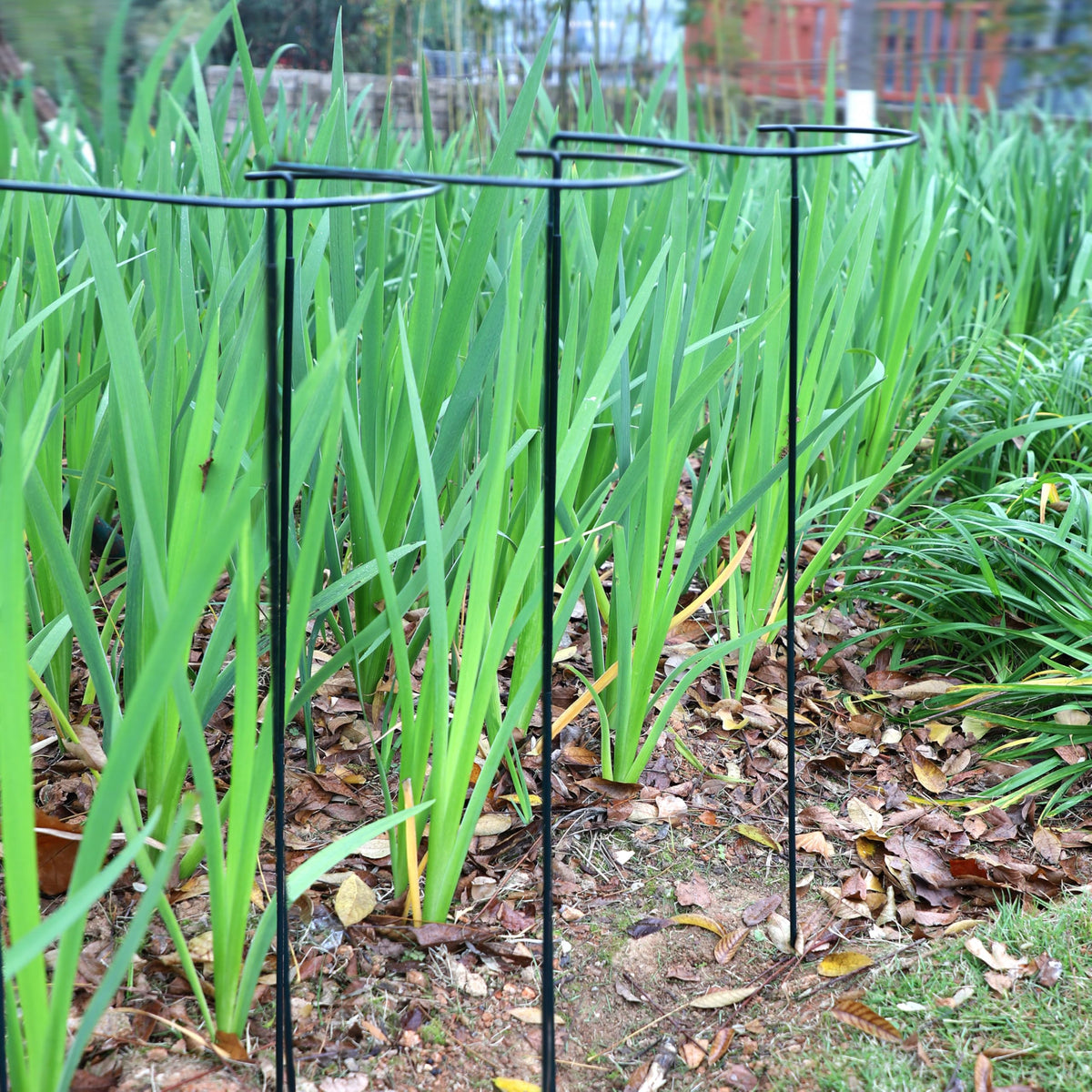 TCBWFY 14" Dx32 H Plant Supports Stakes for Large Heavy Plants,6 Pack Peony Supports,Heavy Duty 5mm Wire Peony Cages,Interlock Garden Supports Ring Border Support,Plant Support Cage for Rose Flower