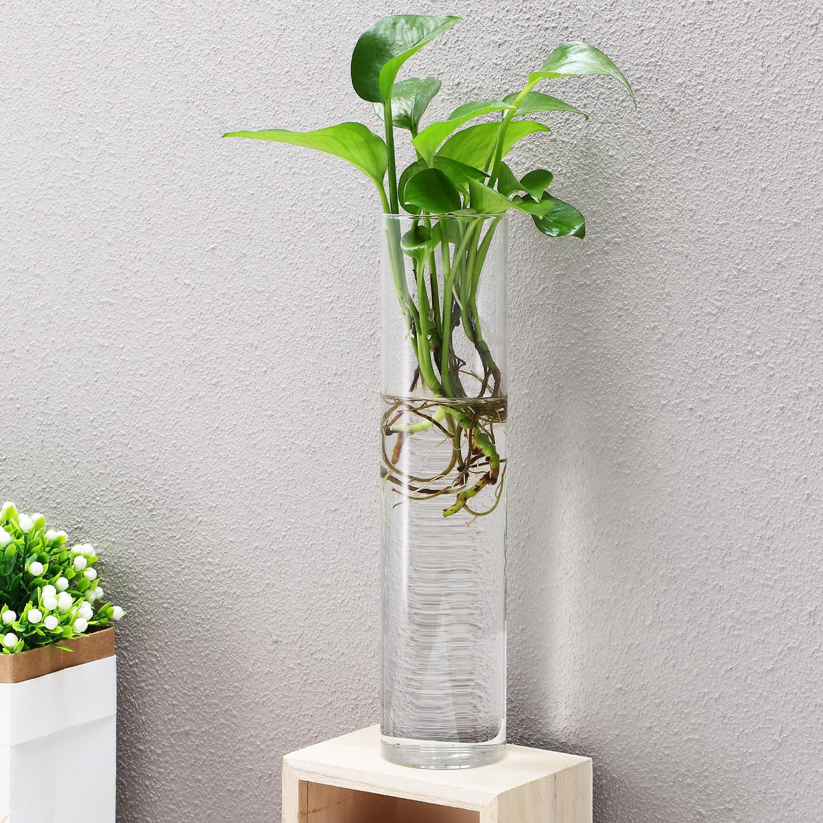 VINTORKY Wall Hanging Glass Cylinder Vases for Indoor Plants, 2pcs Hydroponic Terrarium Plant Holders, Glass Propagation Station for Home Décor