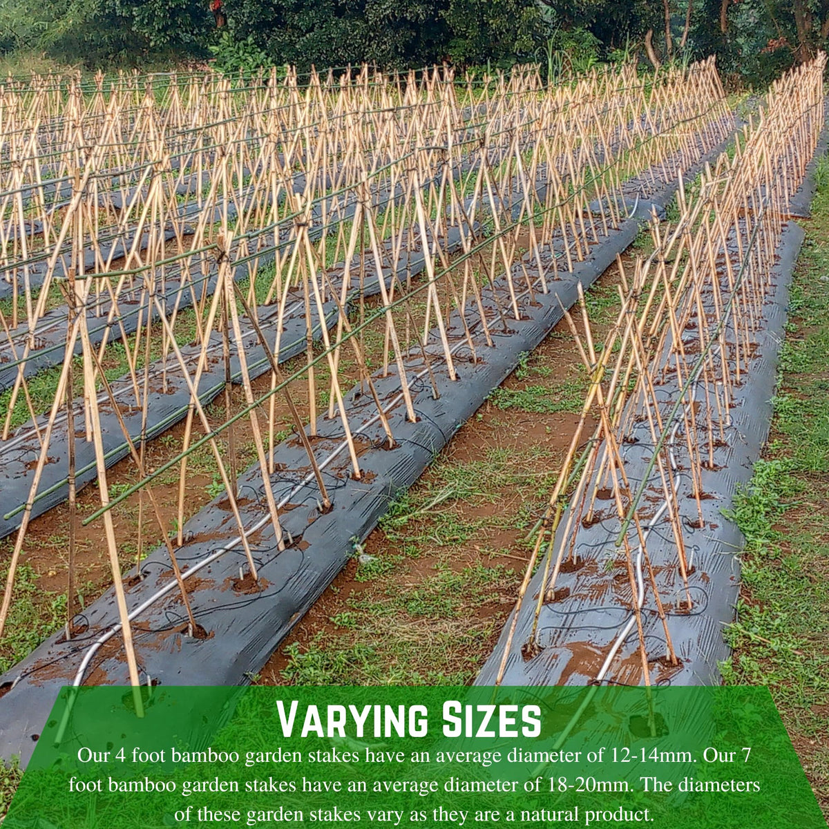 Farm Plastic Supply - Bamboo Garden Stakes - Bambo Sticks, Bamboo Plant Stakes for Outdoor Plants, Plant Support Stakes for Indoor Plants (7 Foot, 10)