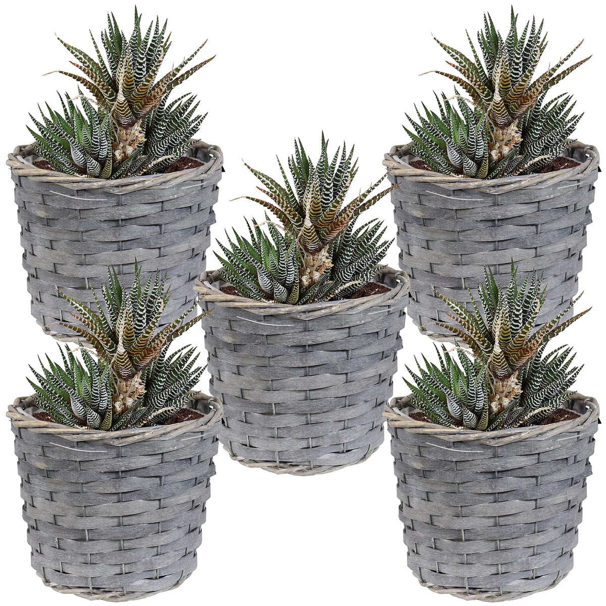 Sunnydaze 5-Piece Wicker Planter Basket Set - Indoor Use Only - Plastic Lined Flower Pots - Gray Poplar Construction with Steel Wire Frame - 6.75-Inch Diameter